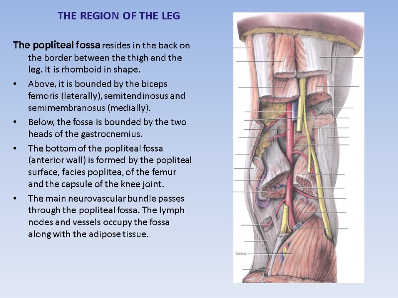 THE REGION OF THE LEG   The popliteal fossa resides in the back